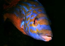 Male cuckoo wrasse, Sound of Mull.
F90X, 60mm lens. by Mark Thomas 